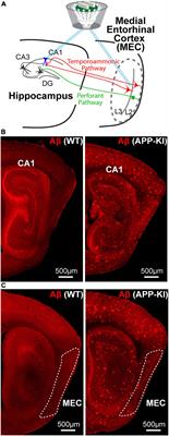 Impaired sharp-wave ripple coordination between the medial entorhinal cortex and hippocampal CA1 of knock-in model of Alzheimer’s disease